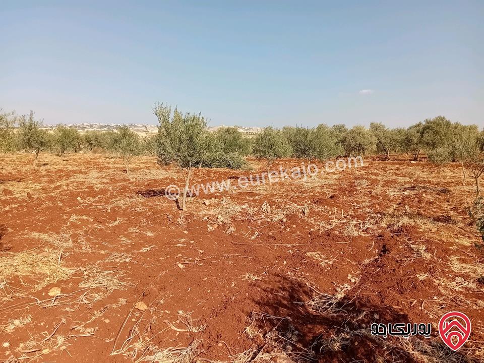 مزرعة مساحة 22 دونم و 592م للبيع في اربد - كفر جايز