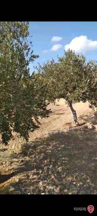 أرض مساحة 546م مزروعة بأشجار الزيتون للبيع في عمان - ناعور