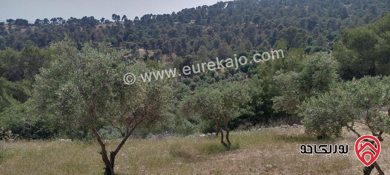 مزرعة مساحة الأرض 20 دونم مع بيت ريفي 80م للبيع جرش - دبين بسعر مغري ب7 الف الدونم فقط