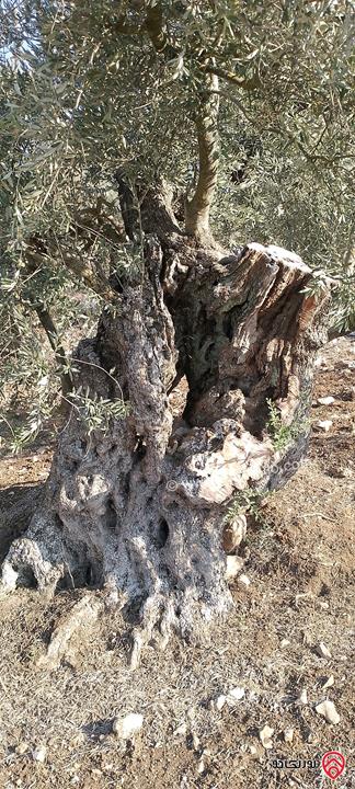 أرض مساحة 1200م للبيع في اربد المزار الشمالي زوبيا 