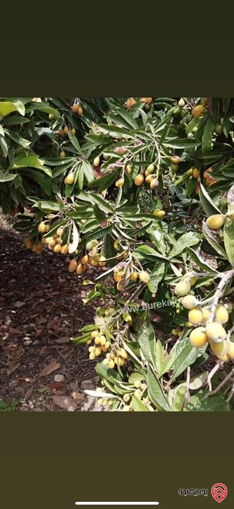 مزرعة استثمارية مساحة 60 دونم وبناء 170م للبيع في الغور 