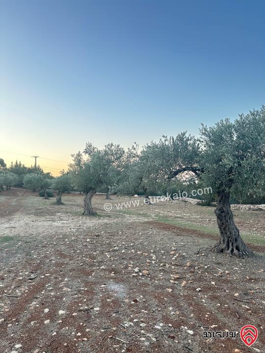 قطعة ارض مساحة 1 دونم و 720م للبيع في السلط زي منطقة مزارع وفلل مزروعة زيتون 