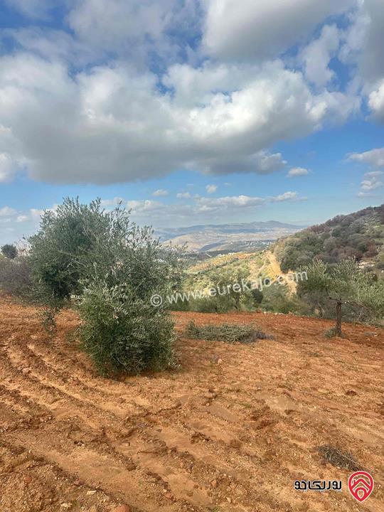 قطعة ارض مساحة 3 دونم و 400م مزروعة زيتون للبيع في السلط الديرة قرب زي 