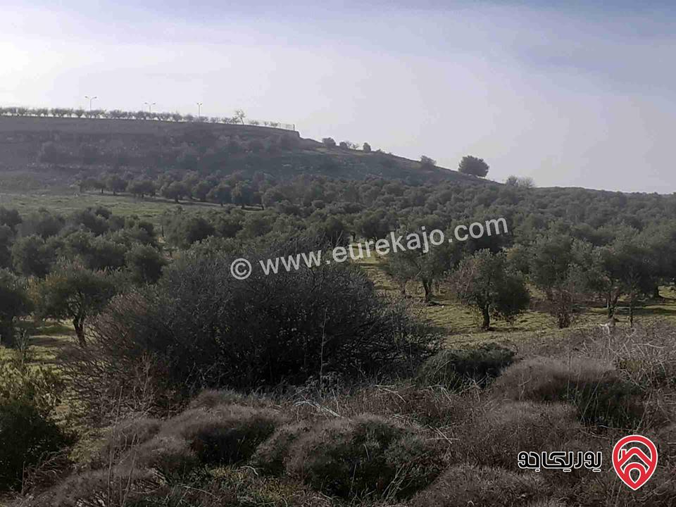 أرض مساحة 15 دونم للبيع في جرش في جبال سوف 