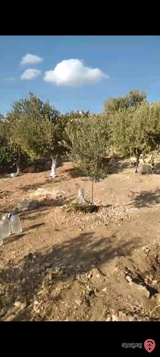أرض مساحة 546م مزروعة بأشجار الزيتون للبيع في عمان - ناعور