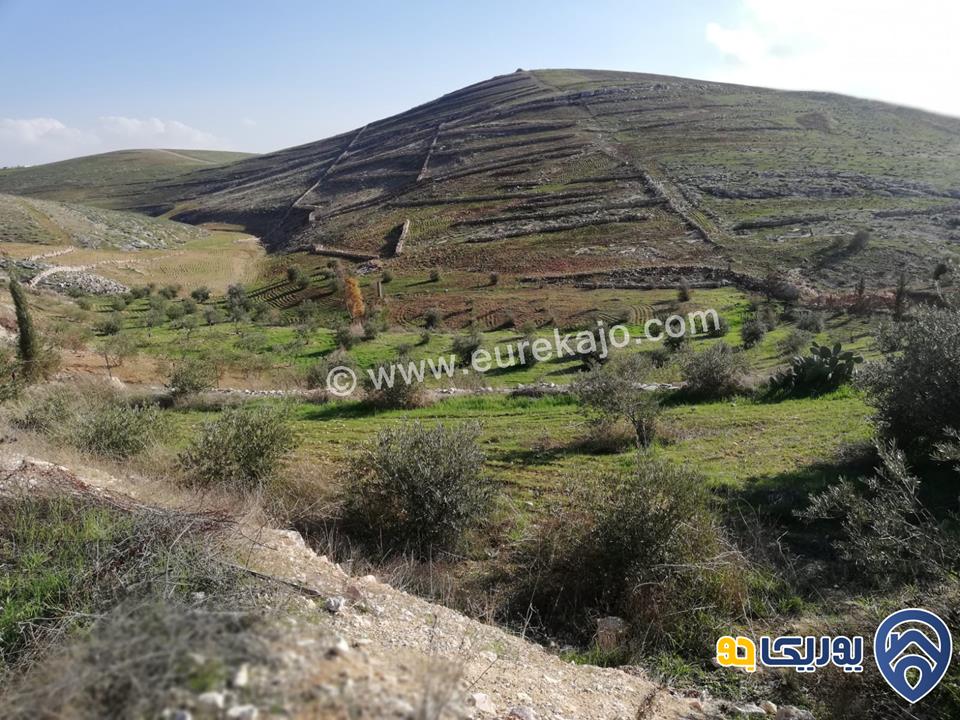 مزرعة مساحة 5000م للبيع في بلعما