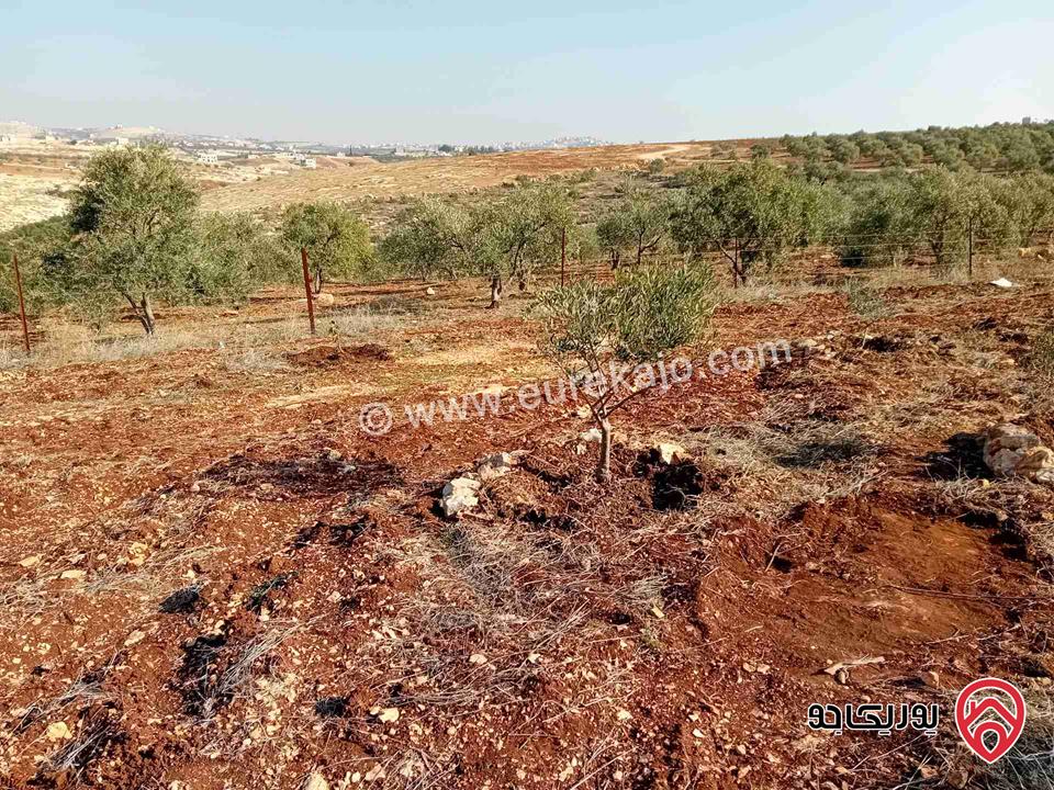 مزرعة مساحة 22 دونم و 592م للبيع في اربد - كفر جايز