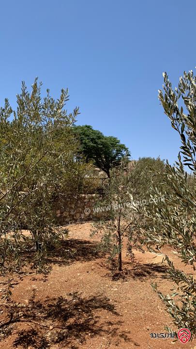 مزرعة مساحة الأرض 2 دونم للبيع بدون منزل في جرش حي الجبارات