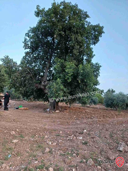 مزرعة مساحة 14 دونم للبيع في اربد - أراضي بني كنانة منطقة سمر