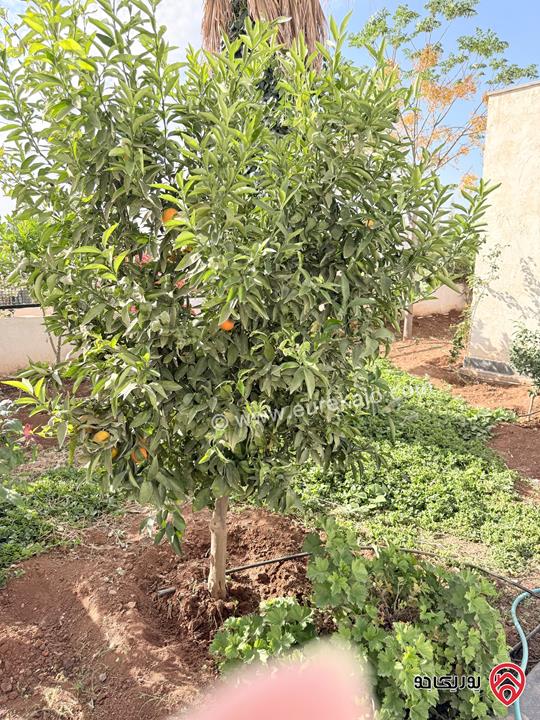 مزرعة مساحة الأرض 904م والبناء 80م للبيع بمنطقة الرشايدة/ جرش بإطلالة خلابة خلف جامعة جرش الأهلية 