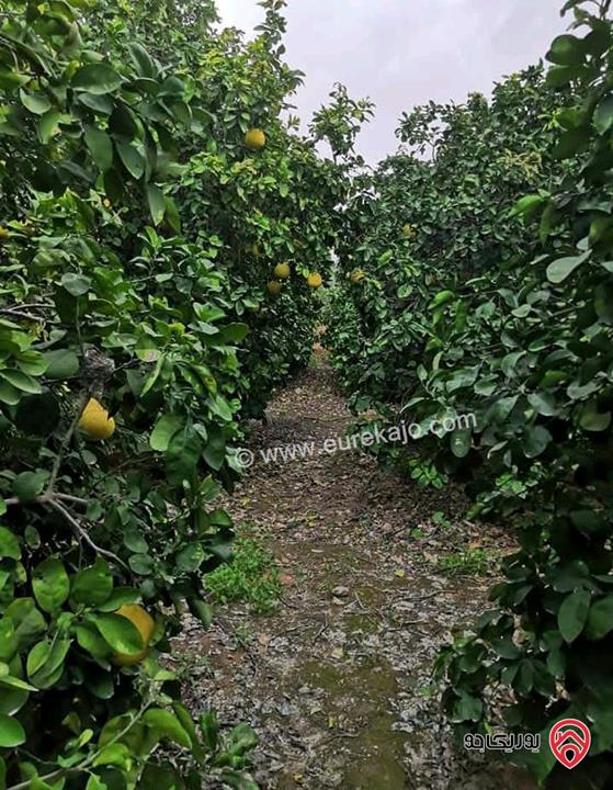 مزرعة حمضيات مساحة 53 دونم للبيع في الأغوار الشمالية 
