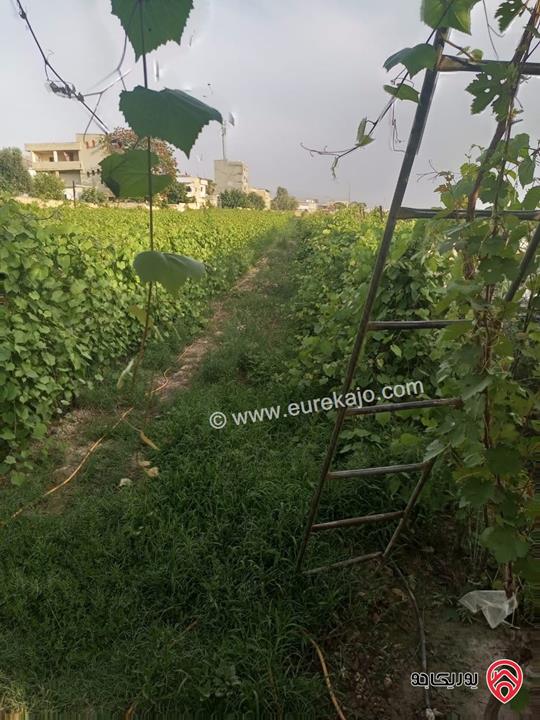 أرض زراعية مساحة 9 دونم و 526م للبيع في اربد - الأغوار الشمالية/منطقة ابوسيدو 