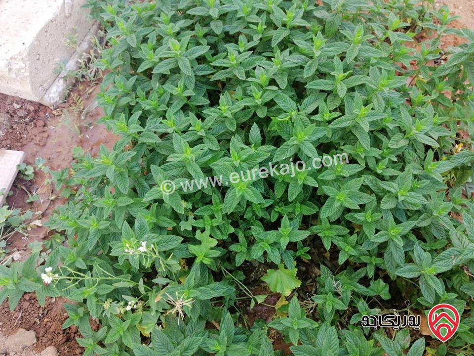 مزرعة مساحة الأرض 523م والبناء 110م للبيع في عمان - منطقة الجيزة بجانب المطار مباشرة