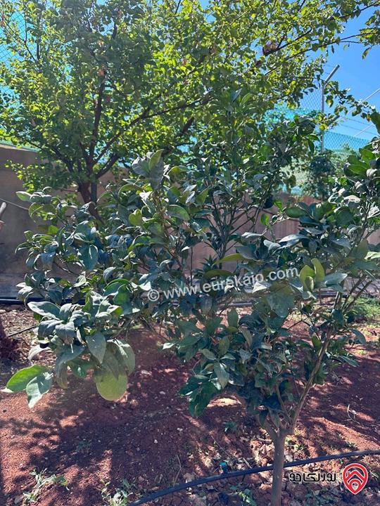 مزرعة مساحة الأرض 4 دونم و البناء 280م للبيع في السلط - الصبيحي