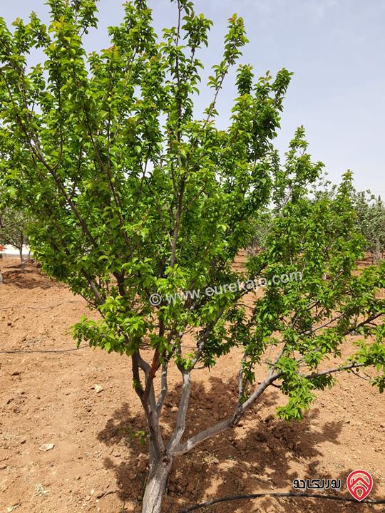 مزرعة مساحة الأرض 10 دونم للبيع في عمان - ام العمد خلف الاندلسية عليها فيلا