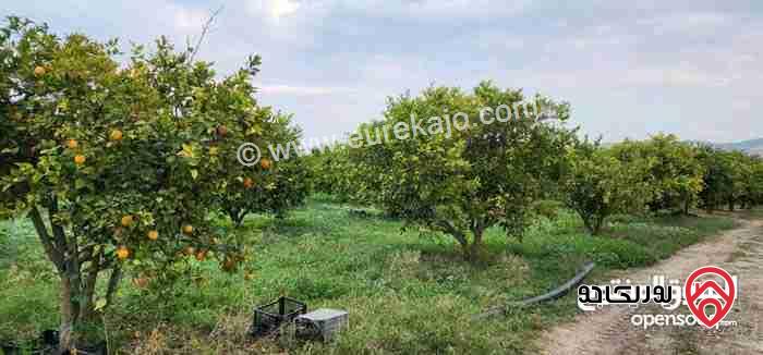 مزرعة مساحة 35 دونم للبيع في اربد - الشونة الشمالية