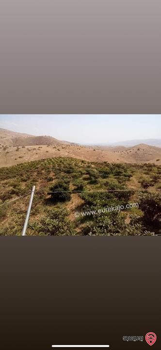 مزرعة استثمارية مساحة 60 دونم وبناء 170م للبيع في الغور 