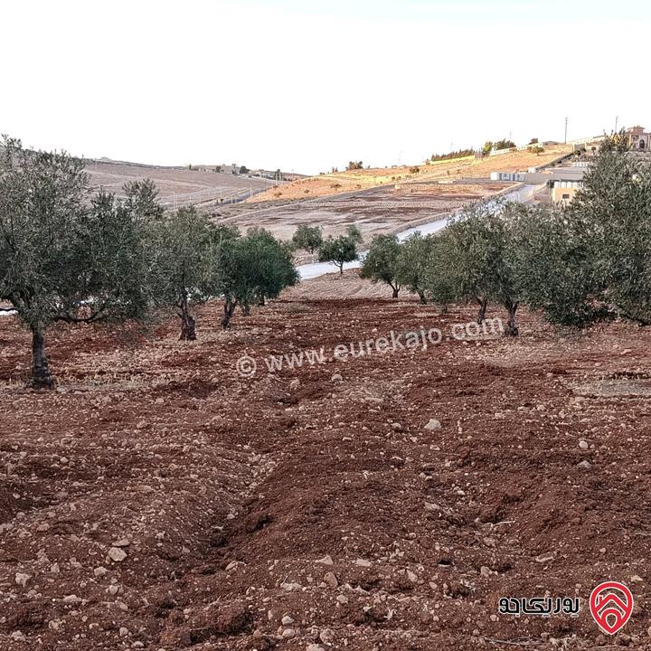 أرض مساحة 3 دونم و 400م للبيع في المفرق - نادرة