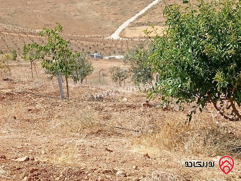 مزرعة مساحة الأرض 3 دونم و 400م بإطلالة للبيع في المفرق - بلعما