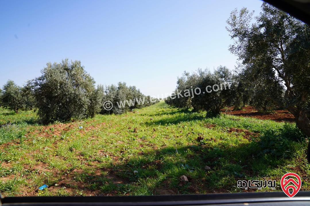 ارض مساحة 28 دونم للبيع في اربد - الصريح