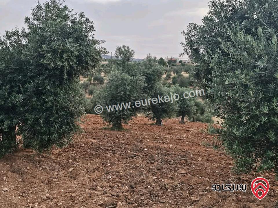 قطعة أرض زراعية مساحة 4 دونم و 253م للبيع في السلط الصبيحي سيحان
