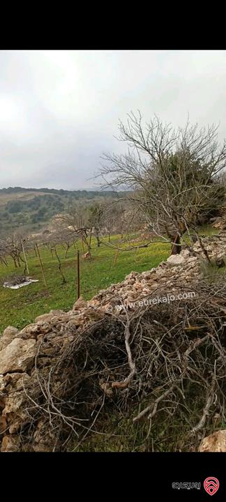 قطعة أرض مساحة 2 دونم للبيع في عجلون 