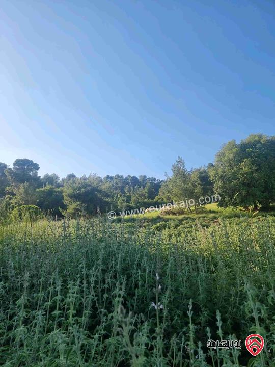 مزرعة جميلة جدا مساحة 18000م للبيع في جرش الكته حوض المحافير 