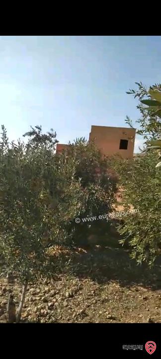 أرض مساحة 546م مزروعة بأشجار الزيتون للبيع في عمان - ناعور