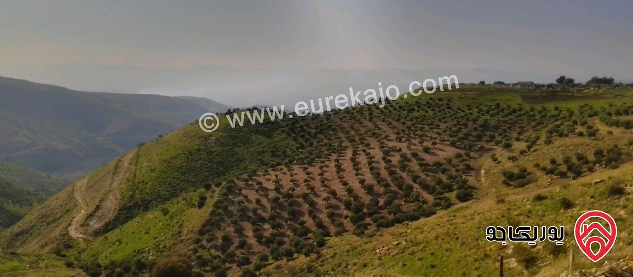 قطعة أرض مساحة 8650م للبيع في اربد - الكورة دير ابي سعيد 