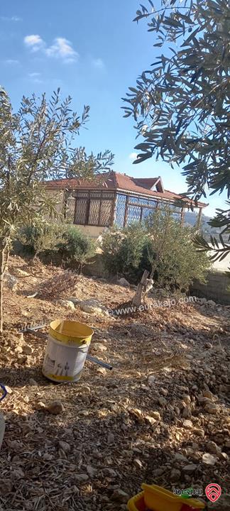 أرض مساحة 546م مزروعة بأشجار الزيتون للبيع في عمان - ناعور