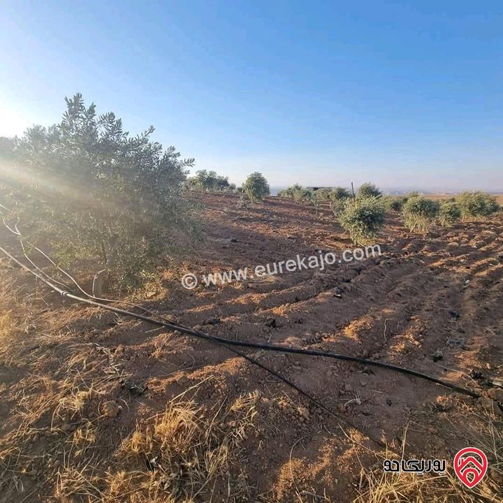 أرض زراعية مساحة 25 دونم للبيع في الكرك - فقوع