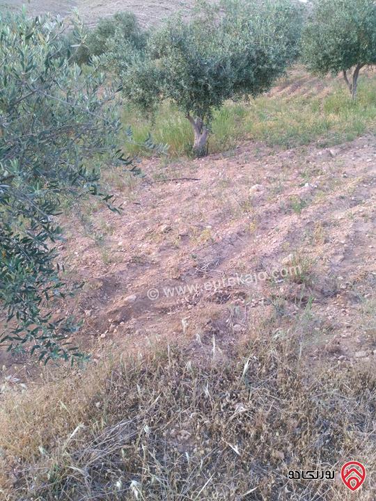 مزرعة زيتون مساحة 30 دونم للبيع في مادبا - لب