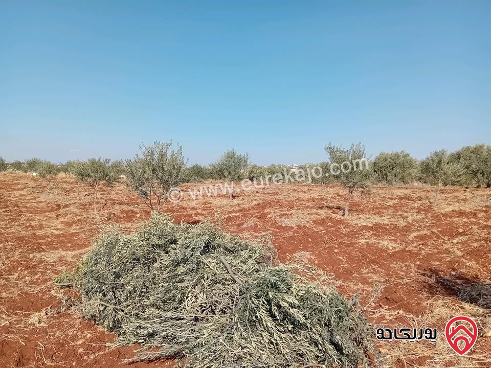 مزرعة مساحة 22 دونم و 592م للبيع في اربد - كفر جايز