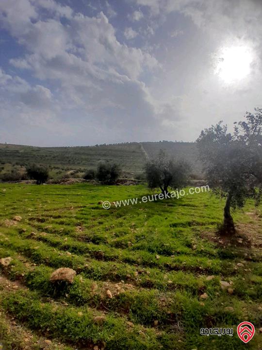 مزرعة زيتون مساحة 20 دونم للبيع في المفرق شرق جرش منطقة دحل