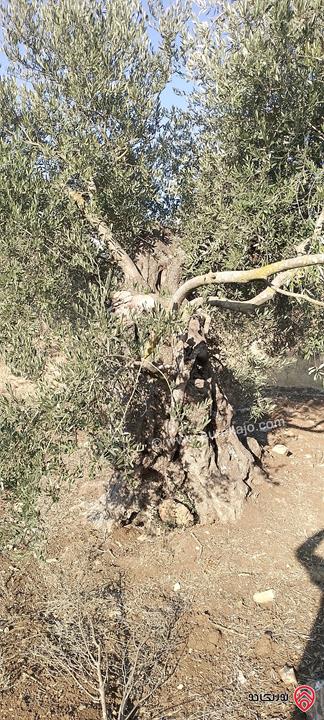 أرض مساحة 1200م للبيع في اربد المزار الشمالي زوبيا 