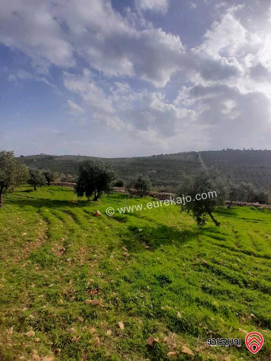 مزرعة زيتون مساحة 20 دونم للبيع في المفرق شرق جرش منطقة دحل