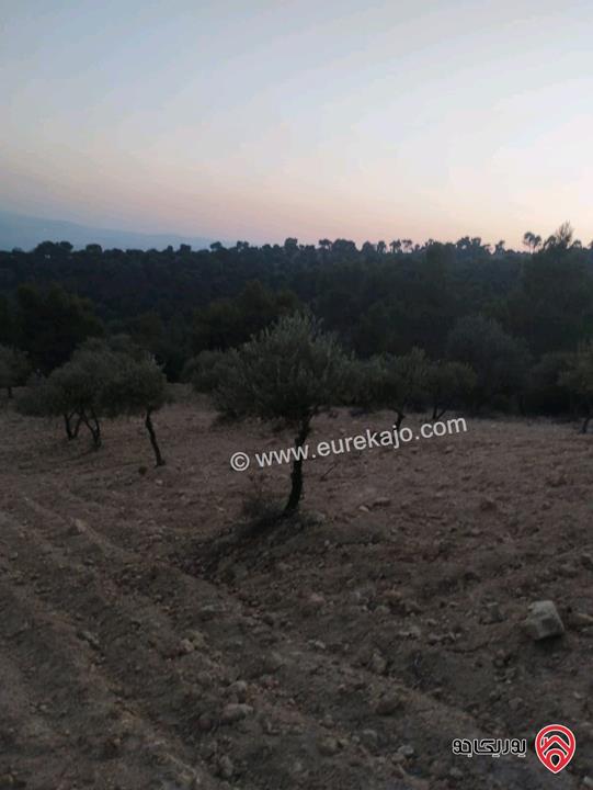 مزرعة مساحة 20 دونم و 462م للبيع في جرش