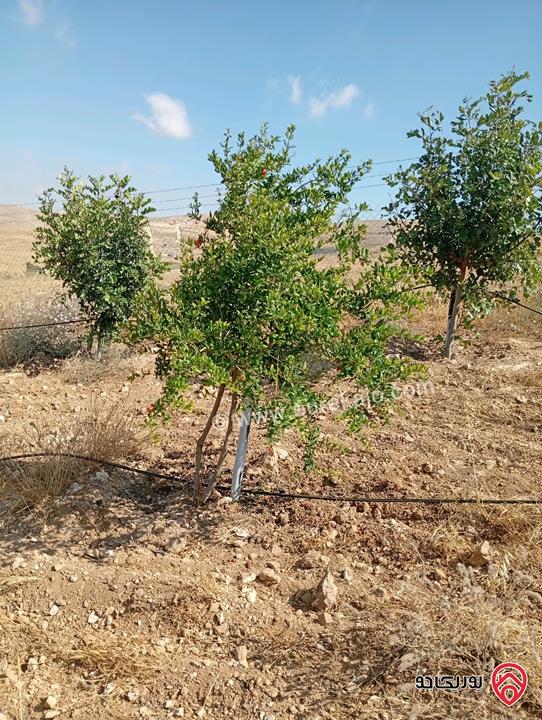 مزرعة مساحة الأرض 3 دونم و 400م بإطلالة للبيع في المفرق - بلعما
