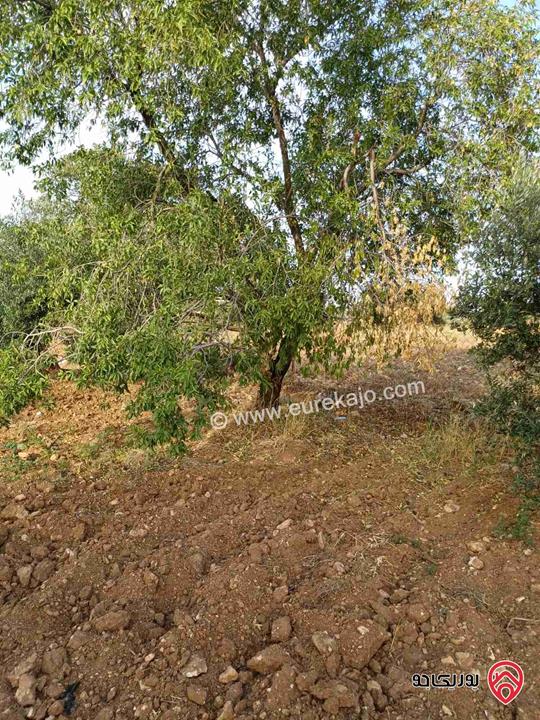 مزرعة مساحة 14 دونم للبيع في اربد - أراضي بني كنانة منطقة سمر