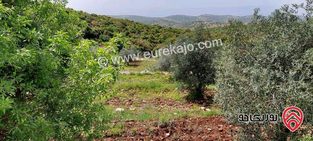 قطعة ارض مساحة 3 دونم للبيع في عجلون منطقة الصوان 