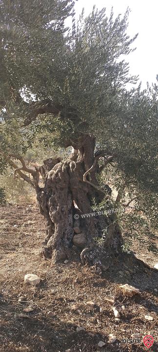 أرض مساحة 1200م للبيع في اربد المزار الشمالي زوبيا 