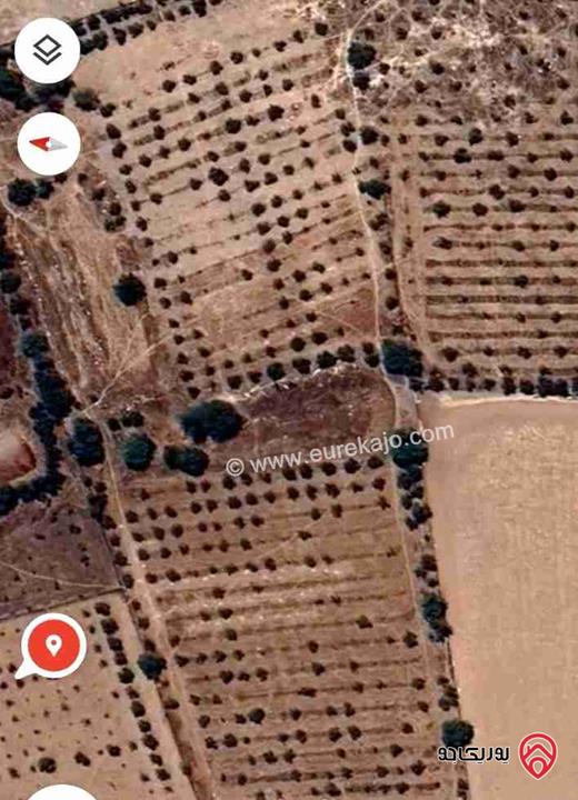 أرض مساحة 15 دونم مزروعات زيتون للبيع في حوارة لواء الجيزة أراضي جنوب عمان 