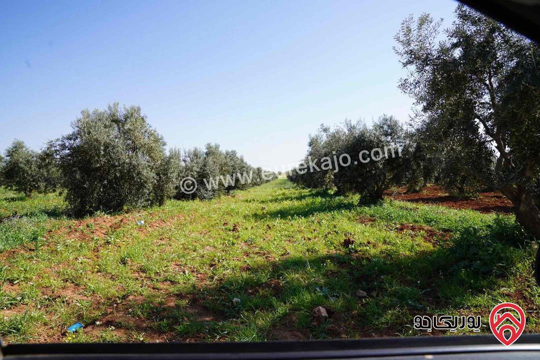 ارض مساحة 28 دونم و 238م للبيع في اربد - الصريح