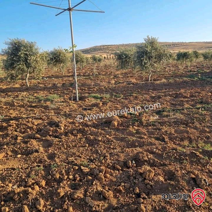 أرض زراعية مساحة 25 دونم للبيع في الكرك - فقوع