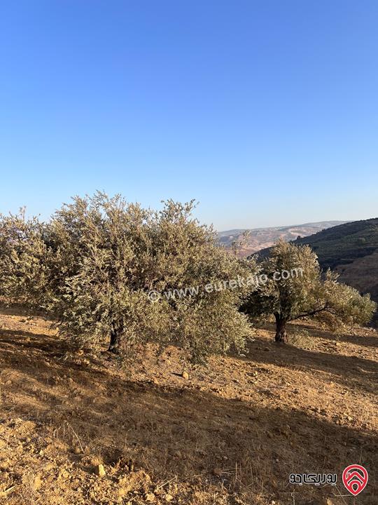 مزرعة مساحة الأرض 6 دونم و 500م للبيع في جرش منطقة جمله قريبة من محمية دبين اطلاله جميلة جداً وسعر حرق وربنا يبارك لصاحب النصيب