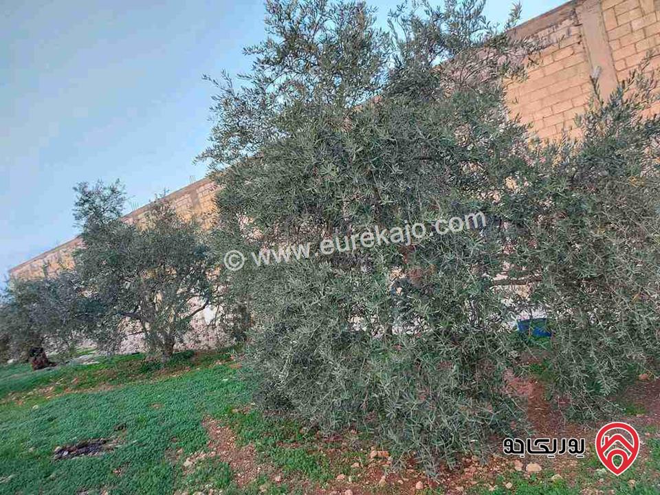 مزرعة دجاج مسطح 1000م طابقين على ارض 12.250 متر مربع مزروعه زيتون وتين ودوالي 