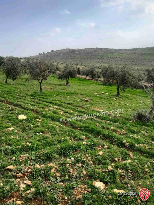 مزرعة زيتون مساحة 20 دونم للبيع في المفرق شرق جرش منطقة دحل