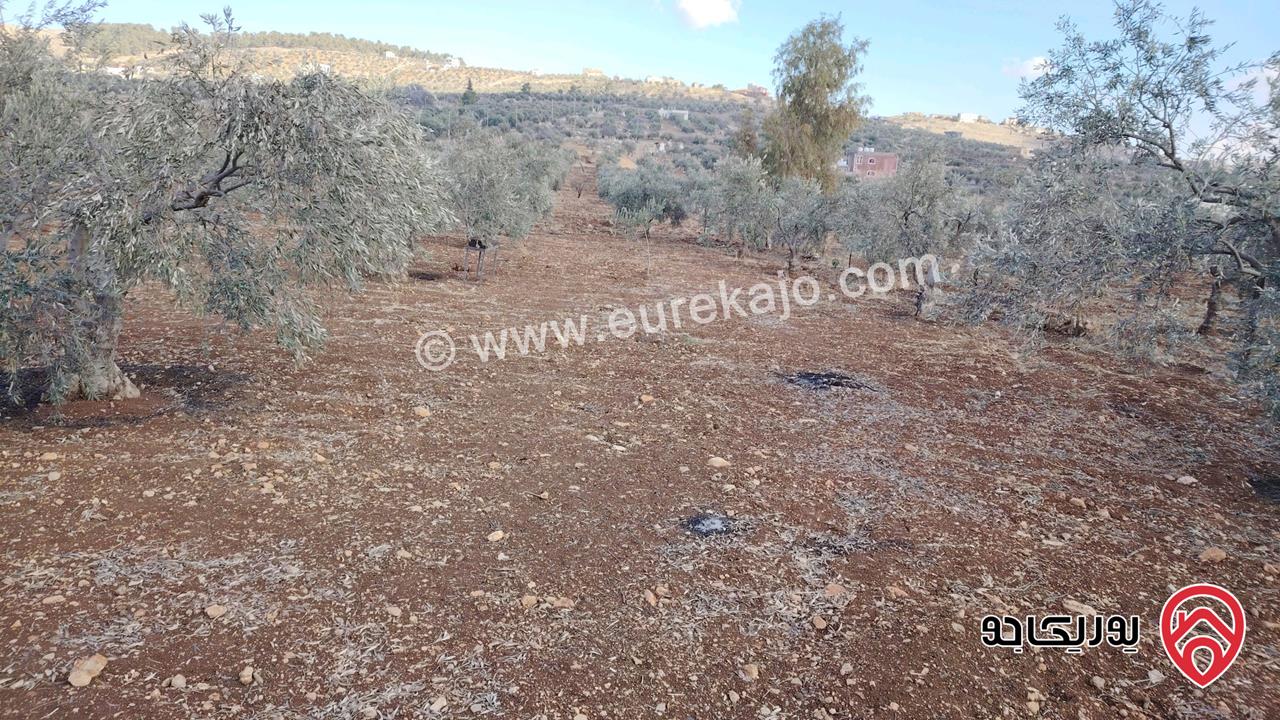 مزرعة مساحة الأرض 4 دونم للبيع في المفرق شرق جرش نادره 