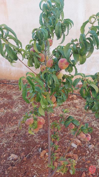 مزرعة مساحة الأرض 1066م والبناء 150م للبيع في عجلون أجمل مناطق عنجرة – حوض أم جلود