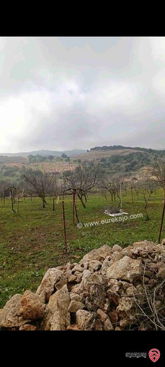 قطعة أرض مساحة 2 دونم للبيع في عجلون 